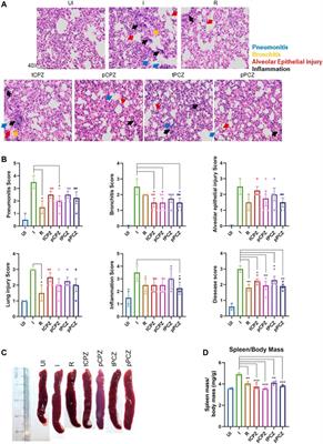 G4-binding drugs, chlorpromazine and prochlorperazine, repurposed against COVID-19 infection in hamsters